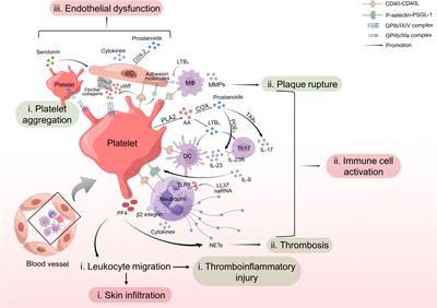 Platelet activation: a promoter for psoriasis and its comorbidity, cardiovascular disease